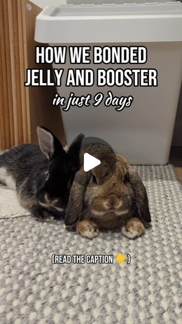 Bun's Best Life on Instagram: "PLEASE READ BELOW 🫰  Bonding Jelly and Booster was extra challenging as we had a fussy newborn so we didn't document their journey as thoroughly as we did with our other pairs.  Lucky for us, they had a fast and smooth bond. I put this down to our previous experience and both bunnies had been previously bonded to others.  We basically followed the same process:  1. Introduce them on a table we're they're less likely to fight 2. Put them in side by side pens. Make sure they can't hurt each other. Let the bunnies take turns exercising away from the pens and make sure they can't see each other or they might get jealous 3. Continue with table bonding sessions until they can be together on the table without needing to be pet or show any aggression. Start off with Bonding Bunnies, Bunny Bonding, Fussy Newborn, Driving Me Crazy, Pet Boarding, Drive Me Crazy, Small Pet, Sleep Deprivation, Side By Side