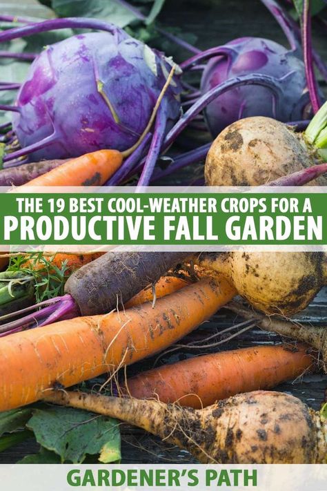 Cold Weather Crops, Landscape Rock Ideas, Harvest Aesthetic, Homestead Garden Layout, Fall Crops, Tattoo Plant, Fall Crop, Landscape Rock, Fall Garden Vegetables