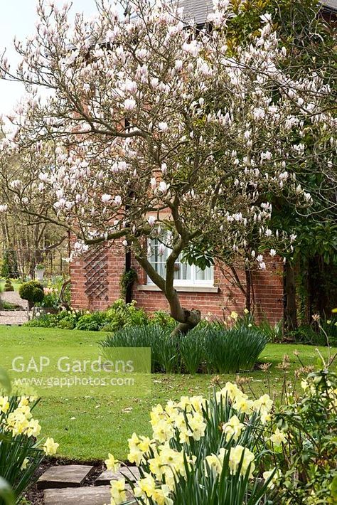 Magnolia soulangeana - saucer magnolia. Ellerker House, Everingham, Yorkshire. Spring, March 2016. Magnolia Tree Landscaping, Saucer Magnolia, Magnolia Soulangeana, Magnolia Tree, Magnolia Trees, Plant Photography, Garden Trees, English Garden, Garden Beds