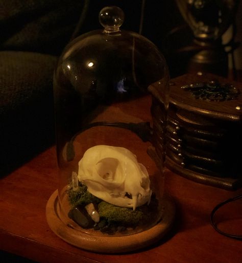 Cat Skull Display, Moss Rocks, 2023 Mood, Dog Skeleton, Cat Skull, The Bell Jar, Halloween 2023, Taxidermy, Kitty Cat