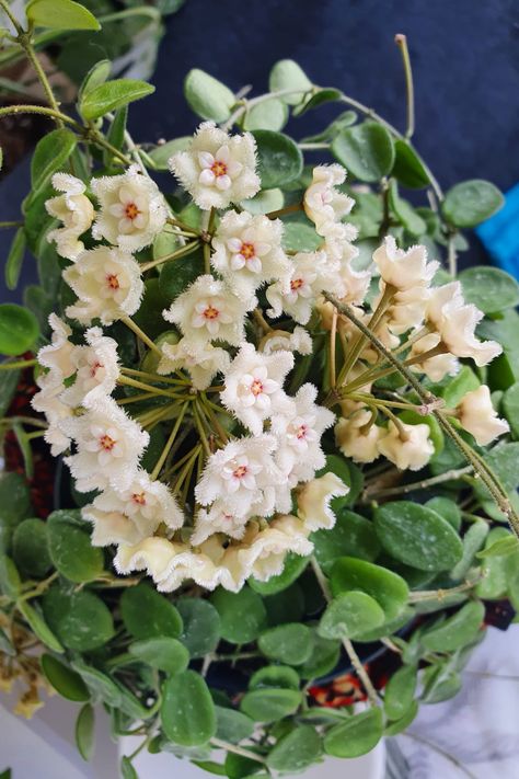 Hoya Serpens Foliage and Flowers Hoya Serpens, Hoya Varieties, Hoya Plant, Plant Ideas, Real Beauty, Planting Succulents, Patio Garden, Planting, House Plants