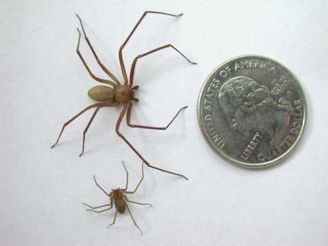 The standard size of a brown recluse is smaller than a quarter. It's marked by the violin shape on the back (the neck of the violin points down to the body) and the six eyes. Image: brown-recluse.com Venomous Spiders, Poisonous Spiders, Recluse Spider, Brown Recluse Spider, Spiders And Snakes, Desert Gardening, Spider Venom, Brown Recluse, Widow Spider