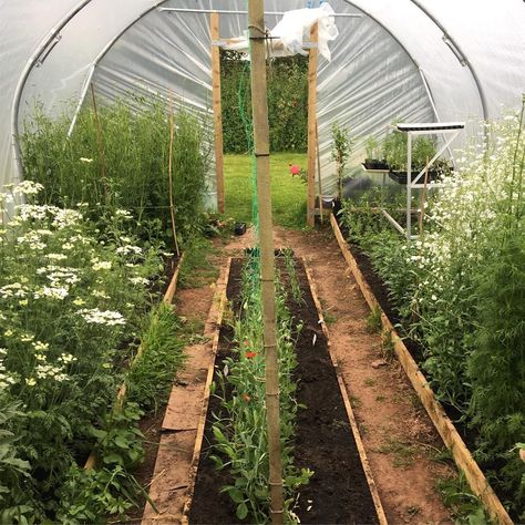 Jenny Powell on Instagram: “Poly tunnel filling up #mygarden #mygardentoday #may #orlaya #ammi #herefordshireflowers #sweetpeas #gypsophilia #flowersforbrides…” Polytunnel Ideas, Greenhouse Tunnel, Jenny Powell, Poly Tunnel, Hoop House, Water Catchment, Veg Patch, River Road, Community Garden