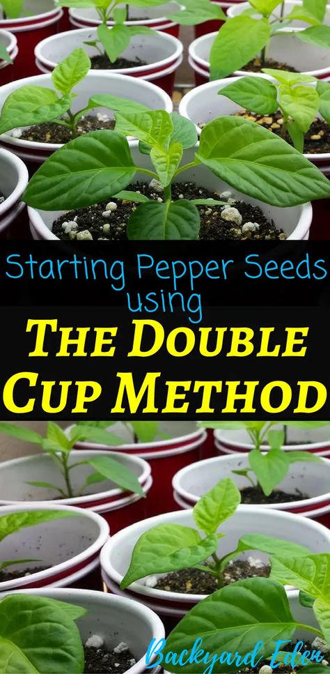 How to start pepper seeds: The Double Cup Method - Backyard Eden Starting Vegetable Seeds, Growing Tomatoes From Seed, Start Seeds Indoors, Seeds Growing, Growing Peppers, Starting Seeds, Tomato Seedlings, Growing Tomatoes In Containers, Seed Starting Mix