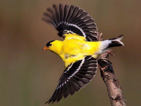 pretty yellow bird Tattoo Feathers, Yellow Bird Tattoo, Three Birds Tattoo, Finch Tattoo, Yellow Finch, Gold Finch, Finch Bird, Black Bird Tattoo, Flying Bird Tattoo