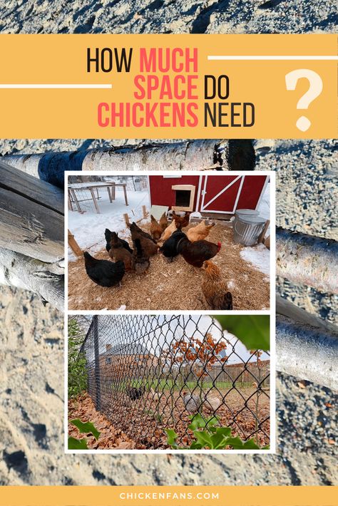 Chicken Coops And Runs, Small Chicken Breeds, Chicken Squares, Chicken Pecking, Automatic Chicken Coop Door, Chicken Poop, Chicken Coup, Chicken Farming, Backyard Chicken Farming