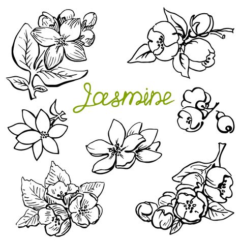 Jasmine Flower Sketch, Jasmine Flower Drawing, Flower Drawing Simple, Jasmine Drawing, Hippie Drawing, Jasmine Dragon, Burned Hats, Flowers Sketch, Flower Stencils