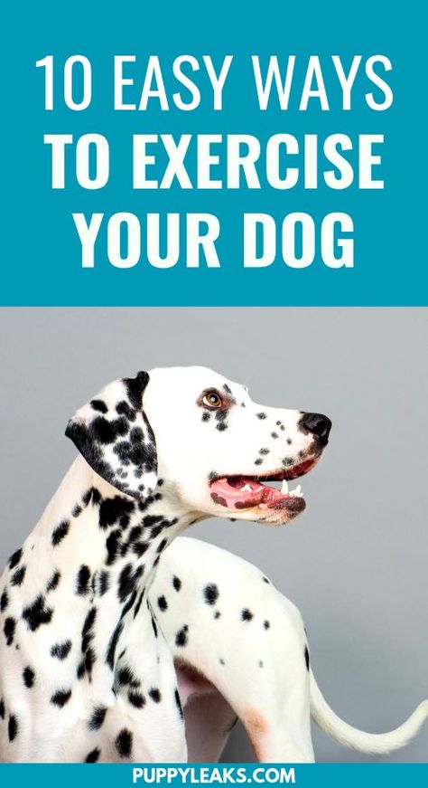 Looking for some easy ways to tire out your dog? Need some ideas for how to keep your dog busy, fit and active? Here's 10 easy ways to exercise your dog. Ways To Exercise, Dog Minding, House Training Dogs, Dog Health Tips, Dog Exercise, Best Dog Training, Best Dog Food, Dog Care Tips, Training Your Puppy