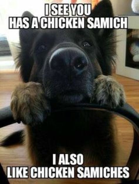 I see you has a chicken samich. I also like chicken samichs. | A funny dog❤ | Funny dog memes  #wagpets #funnymemes #funnydogs Dog Foster, German Shepherd Memes, Funny German Shepherd, Funny Baby Pictures, Super Funny Pictures, Funny Baby Memes, Dog Quotes Funny, Dogs Funny, Funny Dog Memes