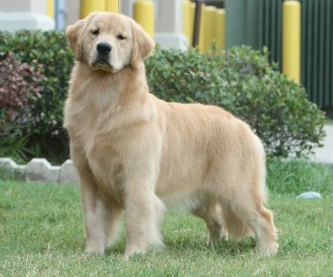 Beautiful golden. Fred Jones, Golden Puppies, Really Cute Puppies, Purebred Dogs, Retriever Puppy, Sweet Dogs, In The Bag, Cute Animal Photos, Golden Retrievers