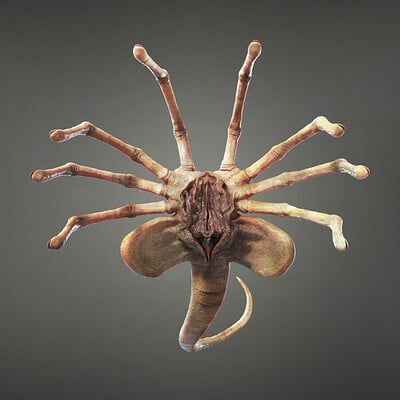 ArtStation - Facehugger, Mikael Andersson Ella Character, Xenomorph Egg, Alien Facehugger, Alien Xenomorph, Dnd Monsters, Alien Vs Predator, Alien Vs, Fantasy Creatures Art, Life Cycle