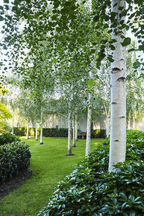 Birch Trees Garden, Farm Pond, Betula Pendula, White Birch Trees, Country Garden Decor, Birch Trees, White Birch, Front Yard Garden, Landscaping Design