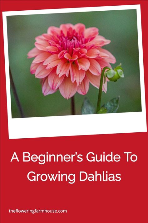 Are you interested in growing dahlias, but don't know where to start? Check out my complete Beginner's Guide to Growing Dahlias. You'll find everything you need to know to successfully plant, grow, and care for your dahlia flowers. Dahlia Flower Garden, Dahlia Care, Planting Dahlias, Flower Garden Layouts, Growing Cut Flowers, Spring Planter, Dahlias Garden, Growing Dahlias, Grow Gorgeous