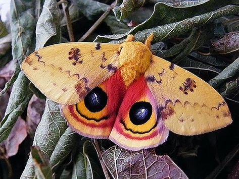 Io Moth, Giant Moth, Moth Drawing, Pretty Wings, Colorful Moths, Cute Moth, Cool Insects, October Art, Dragon Flies