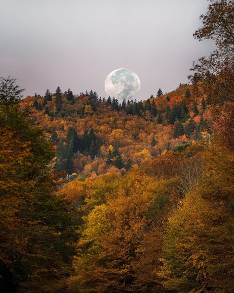 Full moon rising over fall foliage in Asheville, NC Ashville North Carolina, Full Moon Rising, New River Gorge, Autumn Candle, North Carolina Mountains, Mountain Wallpaper, Southern Gothic, Asheville North Carolina, Leaves Fall