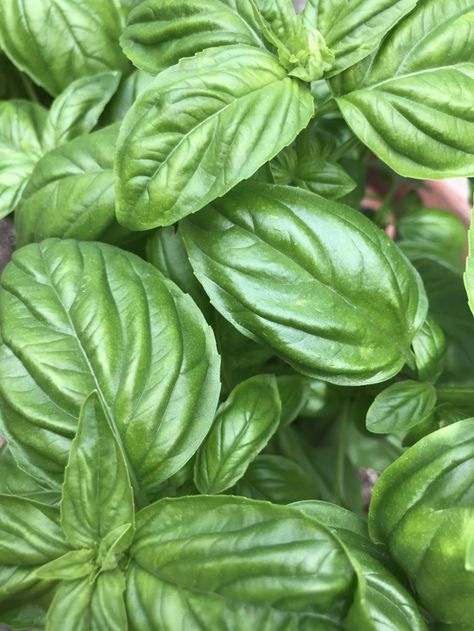 Summer Pesto! - Simply Ghee Cooking With Fresh Herbs, Best Herbs To Grow, Basil Herb, Dried Basil Leaves, Lettuce Seeds, Growing Basil, Basil Seeds, Basil Plant, Indoor Herb Garden