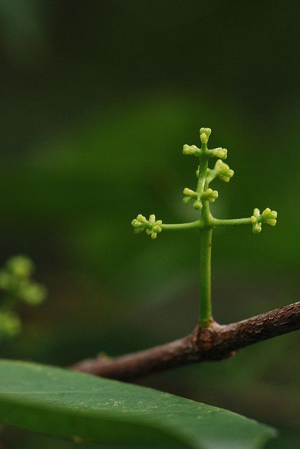 cross in nature | Recent Photos The Commons Getty Collection Galleries World Map… Cross In Nature, Spiritual Images, Sign Of The Cross, Old Rugged Cross, Jesus Christ Art, Jesus Wallpaper, Biblical Art, Jesus Is Life, Jesus Pictures