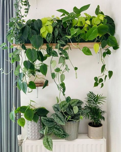 Saving Space Ideas, Indoor House Plants, Plant Party, Cat Plants, Pothos Plant, Plants Decor, Trailing Plants, Plant Decor Indoor, Bedroom Plants