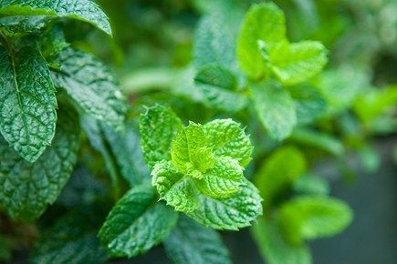 How to grow mint from cuttings | gardenersworld.com Propagate Mint, Messy Garden, Gardeners World, Growing Mint, Rosemary Plant, Mint Plants, Backyard Paradise, Spring Landscape, Propagating Plants