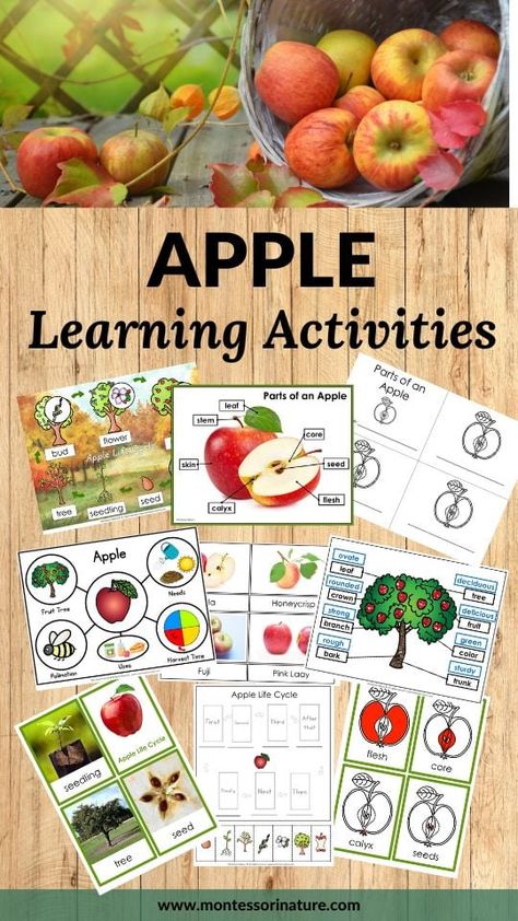 Apple Life Cycle And Parts Of An Apple Printables and Hands-on Activities - Montessori Nature Parts Of An Apple, Apple Tree From Seed, Preschool Apple Theme, Nature Printables, Apple Life Cycle, Apple Preschool, Apple Unit, Dramatic Play Preschool, Apple Activities