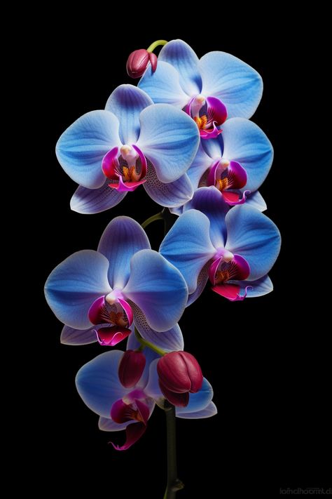 Experience the mesmerizing beauty of these blue orchids in a captivating composition by Iain Scott. The rich colors, matte finish, and 8k resolution make this artwork a true masterpiece. #Orchids #Art Blue And Purple Orchids, Blue Orchid Flower, Orchid Blue, Mesmerizing Beauty, Floral Tattoo Design, Konica Minolta, Blue Orchids, Purple Orchids, Beautiful Flowers Pictures