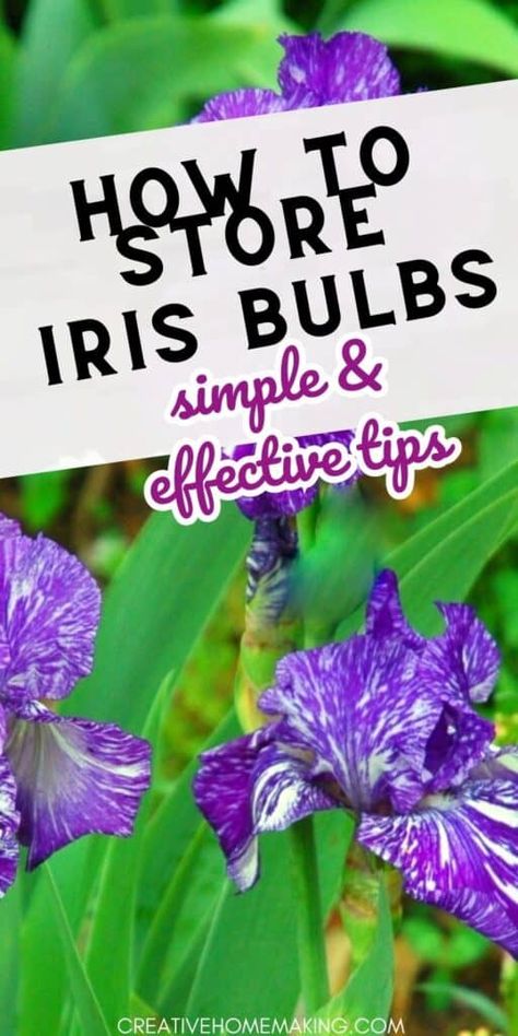 Don't let your iris bulbs go to waste! Follow our step-by-step guide on how to store iris bulbs and keep them thriving. From drying to storage, we've got you covered. Pin now and enjoy a stunning display of irises come springtime! How To Store Iris Rhizomes, Transplanting Irises In Fall, When To Plant Iris Bulbs, Iris Bulbs, Iris Rhizomes, Overwintering, Fall Garden, How To Store, Mold Remover