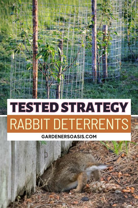 14 Of The Best Rabbit Deterrents For Your Garden Rabbit Deterrent For Garden, Rabbit Proof Garden Fence, Rabbit Deterrent, Rabbit Fence, Rabbit Repellent, Rabbit Nest, Rabbit Hide, Ground Orchids, Plant Cages