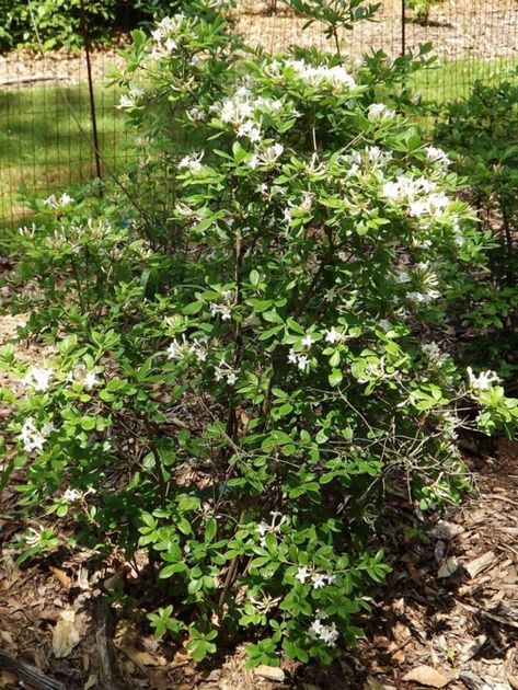 SWAMP AZALEA Swamp Azalea, Small Rustic Bathrooms, Yard Pond, Landscaping Shrubs, Oak Forest, Water Pond, Rustic Bathrooms, Plant List, Flowering Shrubs