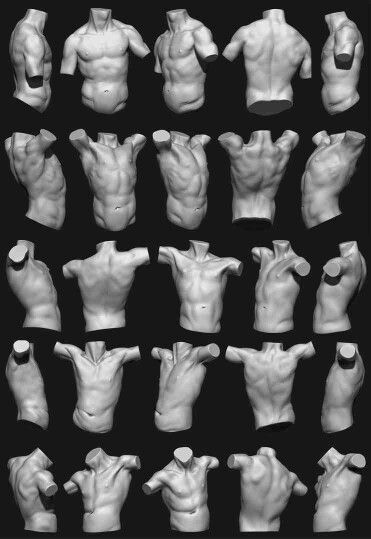 Male Body Study, Torso Studies, Anatomical Study, Study Reference, Reference Male, 남성 근육, Body Study, Anatomy Sculpture, Anatomy Tutorial