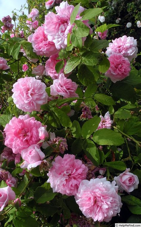 Ispahan Rose, Roses Beautiful, Potato Vines, Genesis 1, Beautiful Pink Flowers, Rose Photo, Flower Shower, Beautiful Aesthetic, Rose Photos