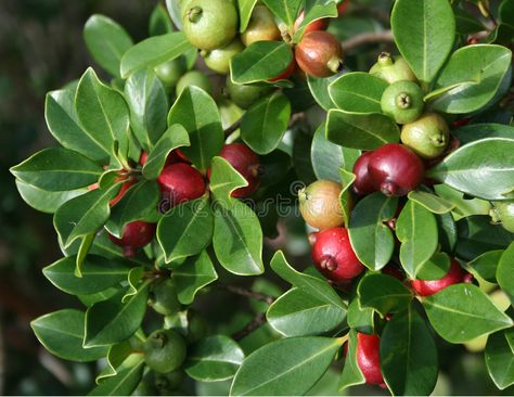 Exotic strawberry guave fruits. Photograph of juicy tropical strawberry guava fr #Sponsored , #sponsored, #ADVERTISEMENT, #guave, #Exotic, #guava, #fruits Guava Plant, Pineapple Guava, Guava Tree, Strawberry Guava, Guava Fruit, Avocado Plant, Redbud Tree, Crabapple Tree, Blueberry Bushes