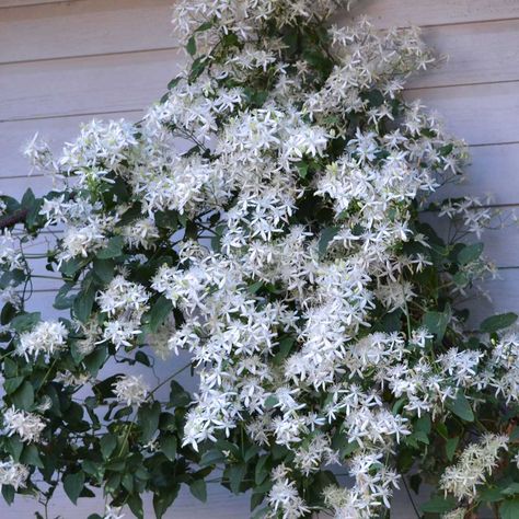 Perennial Sunflower, Clematis Trellis, Sweet Autumn Clematis, Garden Archway, Autumn Clematis, Contemporary Mediterranean, Summer Bulbs, Jasmine Plant, The Family Handyman