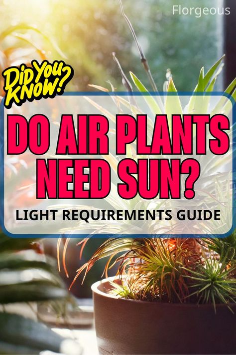 Do Air Plants Need Sun Plants No Light, Indirect Sunlight, No Light, Light Water, Unusual Plants, Sun Light, North And South America, Life Form, Photosynthesis