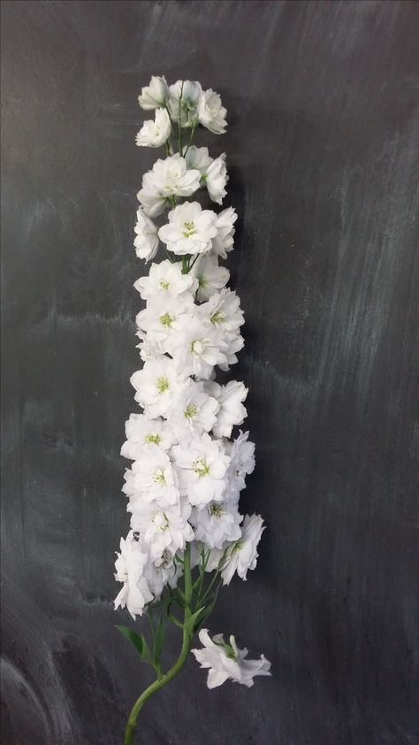 White Delphinium Flower, Borthwick Castle, Delphinium White, Delphinium Bouquet, Tortworth Court, White Delphinium, Delphinium Flower, Delphinium Flowers, Flower Types