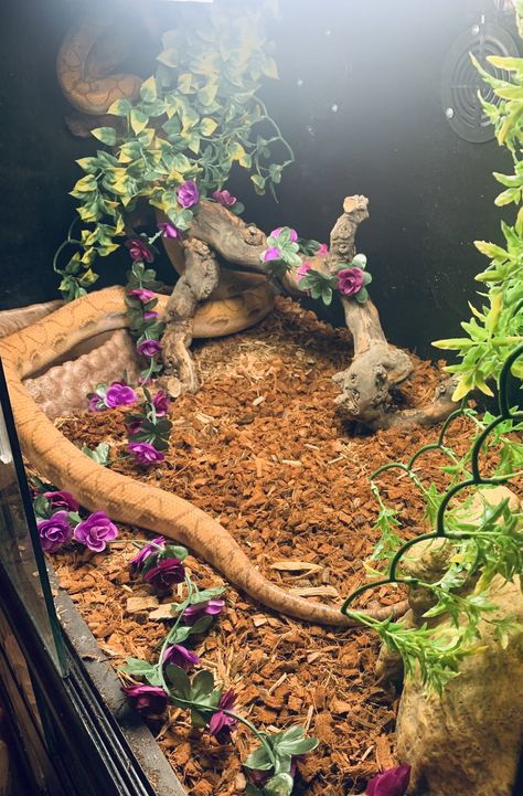 Goth Snake Enclosure, Snake Inclosers Ideas, Snake Enclosure Aesthetic, Cornsnakes Enclosure, Snake Enclosure Decor, Snake Enclosure Ideas Ball Python, Snake Tank Setup Ball Python, Snake Cage Ideas, Snake Terrarium Ideas Ball Python