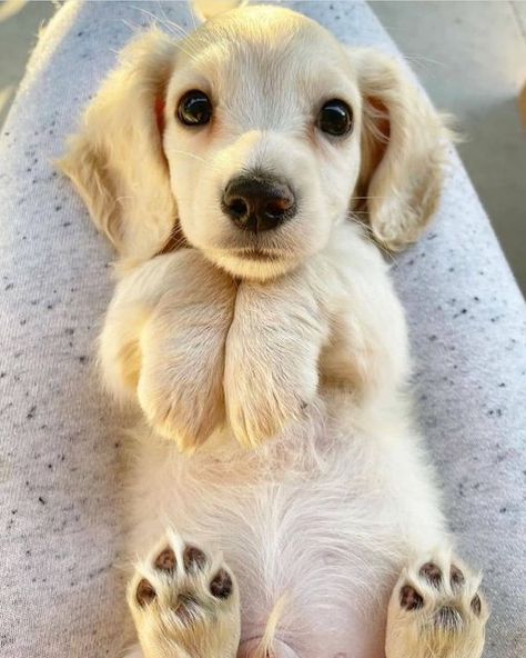 supa dogs : So cute!! 😍 Fluffy Critter, English Cream, Dachshund Puppy Miniature, Really Cute Puppies, Very Cute Dogs, Really Cute Dogs, Weenie Dogs, Mini Dachshund, Silly Dogs