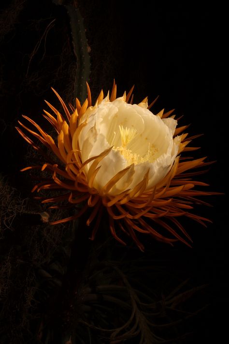 Queen Of The Night Flower Tattoo, Selenicereus Grandiflorus, Queen Of The Night Flower, Night Blooming Cereus, Night Blooming Flowers, Queen Of The Night, Night Flowers, Moon Garden, Unusual Flowers