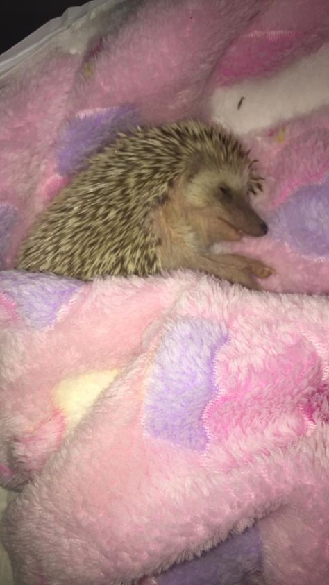 Hedgehog in a blanket Random Reference, Hedge Hog, Hedgehogs, A Blanket, Bed, Animals, Quick Saves, Kawaii