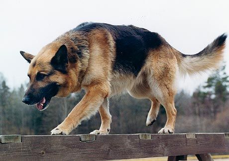 Dog Looking Down, Athletic Dogs, German Shepards, Pet Breeds, Yorkshire Terrier Puppies, Coban, Maltese Puppy, Shepherd Dogs, German Shepherd Dog