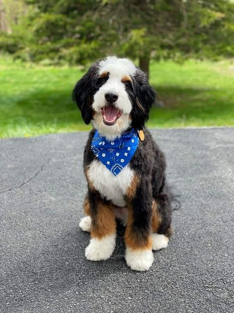 Mini Bernedoodle Grooming Styles, St Berdoodle Haircuts, Bernedoodle Teddy Bear Haircut, Mini Bernedoodle Haircut Styles, Bernadoodle Haircuts, Bernedoodle Grooming Styles, Bernedoodle Haircut Styles, Bernedoodle Grooming, Bernie Doodle