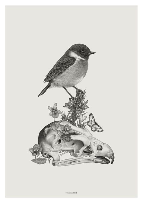 Stonechat on Behance Wh Auden, Graphite Illustration, Tre Kunst, Stonechat, Irish Folklore, Irish Mythology, Nature Sketch, Mystical Art, Bird Drawings