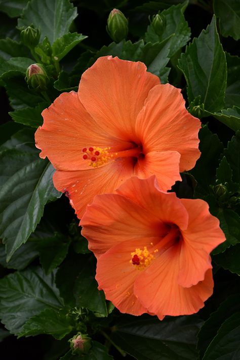 Tradewinds Orange Sunset Wind Hibiscus (Hibiscus rosa-sinensis 'Orange Sunset Wind') at Stauffers Of Kissel Hill Hibiscus Flower Colors, Hibiscus Flowers Aesthetic, Hibiscus Flower Photography, Hibiscus Flower Orange, Orange Hibiscus Flower, Hibiscus Bush, Hibiscus Garden, Orange Hibiscus, Fleur Orange