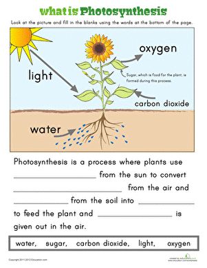 Ever wonder how the sun helps plants grow? Here is an easy way to explain the process of photosynthesis to your first grader. Cellular Respiration Activities, Photosynthesis Projects, Photosynthesis Activities, Evs Worksheet, Photosynthesis Worksheet, Photosynthesis And Cellular Respiration, Natural Science, Plant Science, Development Activities