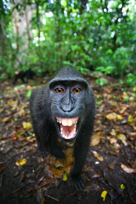 "I'm ready for my close-up!" Peanut, a crested black macaque cheeses it up for the camera. Learn about the funkiest monkeys with @PBS Nature (photo: Giyarto) Monkey Wallpaper, Monkey Gifts, Animal Print Wallpaper, Pet Monkey, Dog Videos, Beautiful Animals, Primates, Animal Wallpaper, Sweet Animals