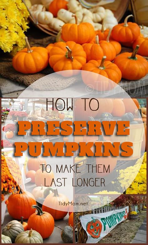 Preserving Pumpkins For Outside, Perserving Pumpkins, Preserve Pumpkin, How To Preserve Pumpkins, Preserve Pumpkins, Preserving Pumpkins, Stocked Pantry, Preserve Food, Pressure Canner