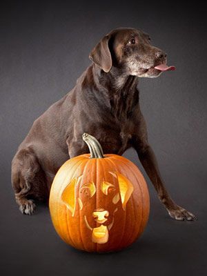 Lab Pumpkin Carving, Dog Pumpkin Carving, Carving A Pumpkin, Pumpkin Carving Patterns Free, Pumpkin Carving Stencils Free, Pumpkin Carving Stencils, Pumpkin Stencils, Carving Stencils, Easy Pumpkin Carving