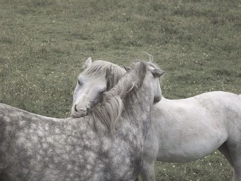 Kindness Art, Southern Gothic, Rain Forest, Pretty Horses, Animal Friends, Wild Horses, Love Animals, Ponies, A Horse