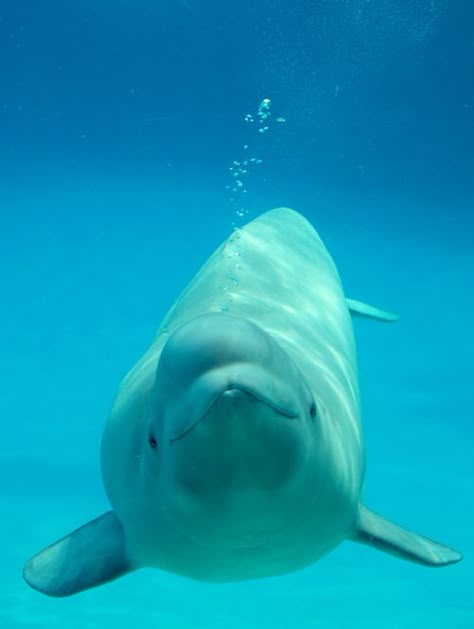 belugas are such happy animals Underwater Animals, Beluga Whale, Beautiful Sea Creatures, Under Water, Marine Animals, Ocean Creatures, Ocean Animals, Happy Animals, In The Ocean