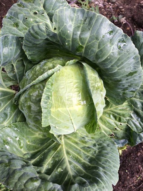 Gonzales cabbage 2013 Growing Onions From Seed, Growing Cabbage, Cabbage Varieties, Cabbage Plant, Childrens Gardening, Planting Calendar, Compost Soil, Leaf Vegetable, Planting Onions