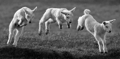 Lamb Reference Photo, Lamb Reference, Lamb Jumping, Sheep Jumping, Lamb Pictures, Animal Study, Baby Goats, Pretty Animals, Ap Art